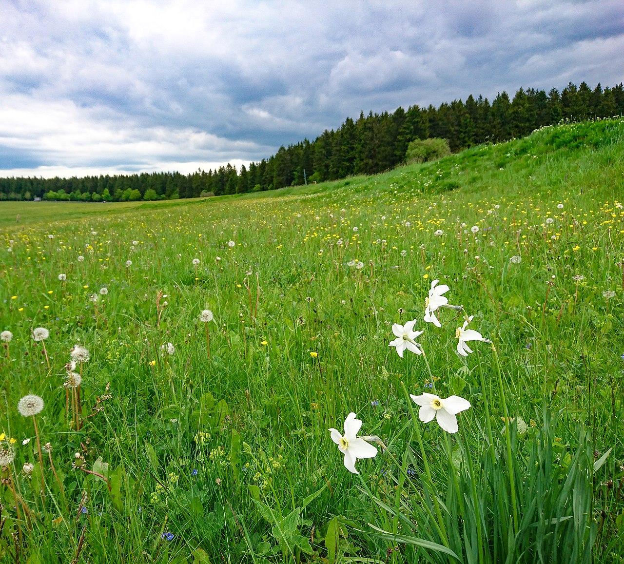 Rennsteig – Thüringer Kammweg von Hörschel nach Blankenstein