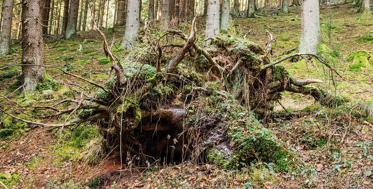 Rothaarsteig – Sauerland von Brilon nach Dillenburg