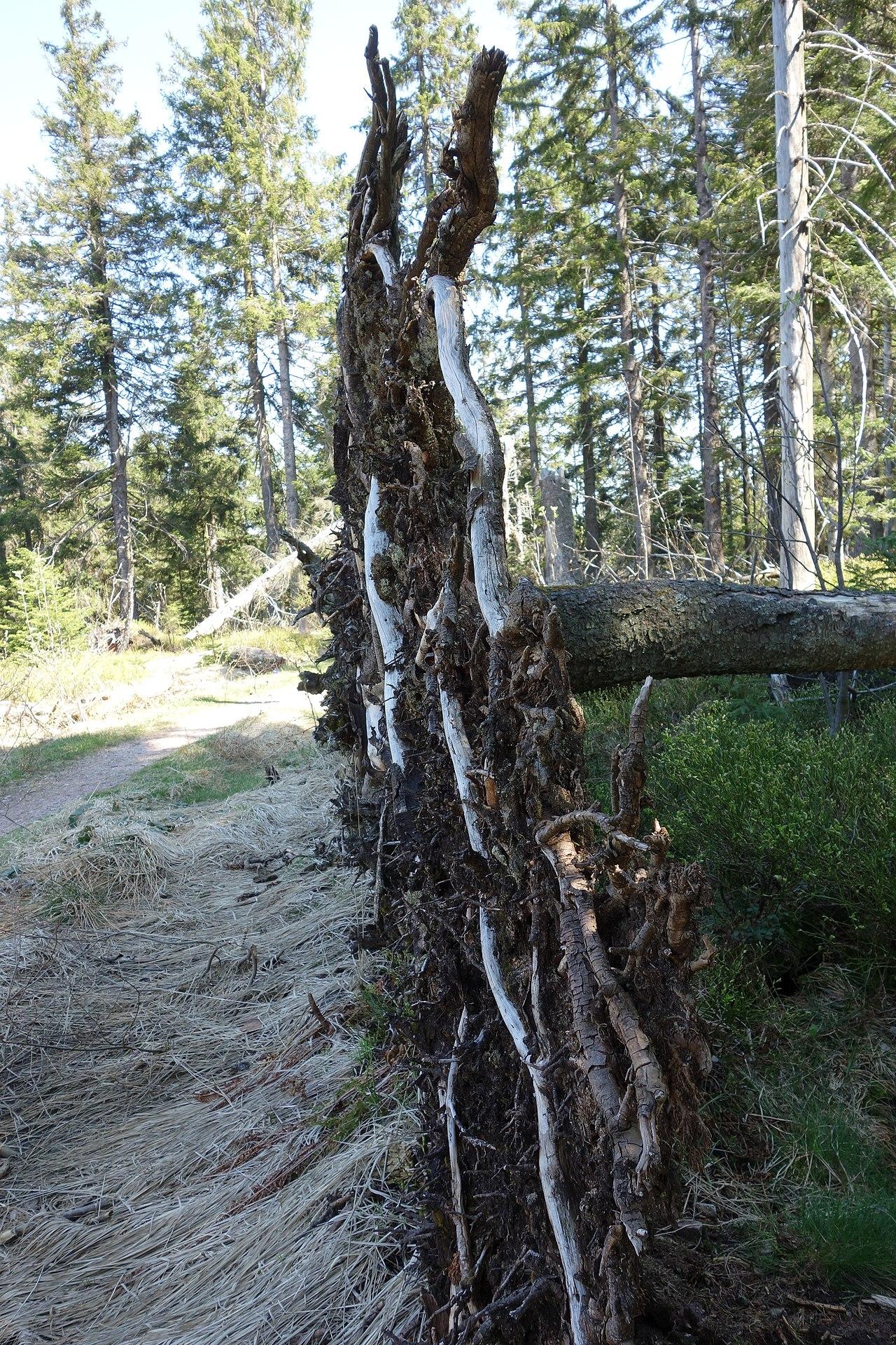 Westweg – Schwarzwald von Pforzheim nach Basel